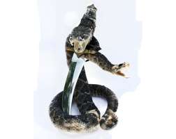 Rattlesnakes & 10inch Knife