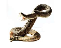 Diamondback Rattlesnake Large