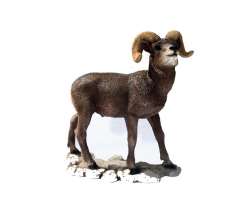 Castagna Mountain Sheep 0155
