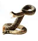 Diamondback Rattlesnake Large