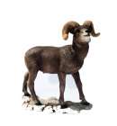 Castagna Mountain Sheep 0155